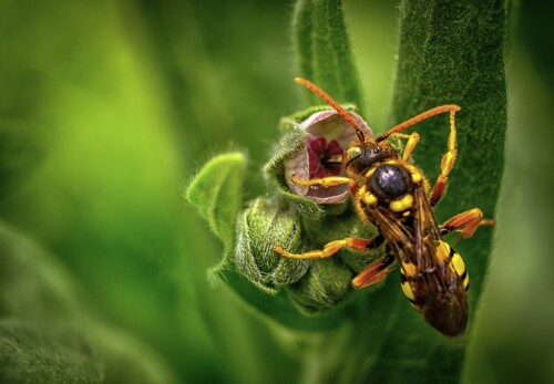 Looking for a licensed team for pest control in Bentleigh East? Jim’s Termite and Pest Control is the right choice. We offer the best termite treatment to our clients at reasonable rates.

https://jimspestcontrolvictoria.com.au/bentleigh-east/pest-control-bentleigh-east/