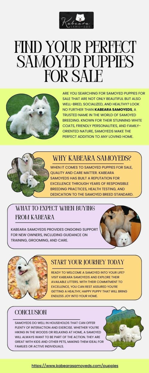 Looking to bring home a fluffy, loving companion? Find your perfect Samoyed puppies for sale at Kabeara Samoyeds! Known for their happy temperaments and stunning looks, Kabeara raises well-socialized, healthy pups from champion bloodlines. Start your journey with a trusted breeder and welcome pure joy into your life. Reserve your Samoyed puppy today with Kabeara Samoyeds.

Call us – +18157272727

Visit - https://www.kabearasamoyeds.com/puppies