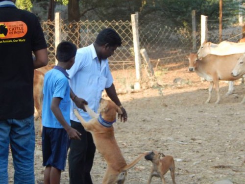 Agni foundation & PFCI volunteers tagged street dogs with a reflector.2