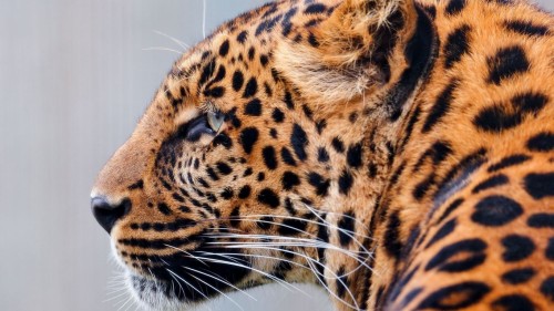 Leopard face speckled predator big cat 51104 1366x768
