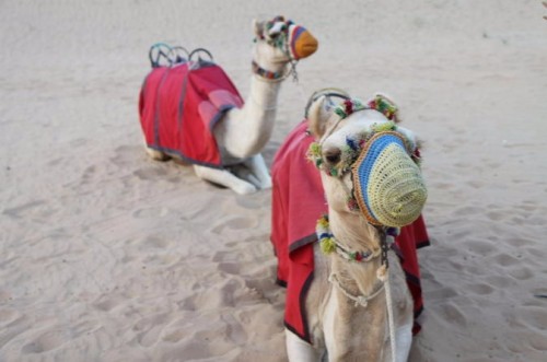 4x4-dubai-desert-safari-with-dune-bashing-sandboarding-camel-riding-in-dubai -Instantfwd.com search