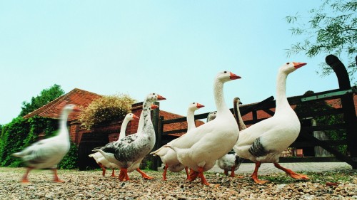 Geese farming poultry 78156 1366x768
