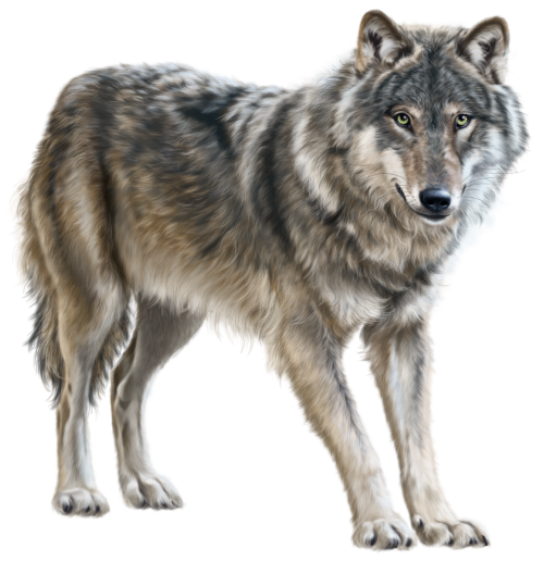 Wolf PNG Clip Art 1479