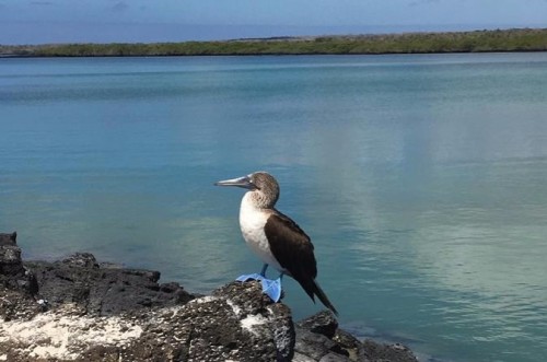 5-day-galapagos-island-hopping-tour-in-galapagos-islands -Instantfwd.com