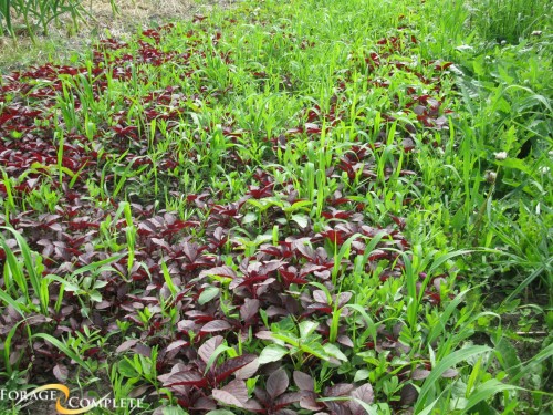 Cover crops are widely utilized to control weeds, reduce soil erosion and enhance soil quality by introducing organic matter as well as beneficial for improving agroecosystem attributes. Forage Complete is a well-known seed retailer offering a wide range of high-quality cover crop seed products such as rocket lettuce, smash mustard and many more.

To know more visit - https://www.foragecomplete.com/cover-crops/