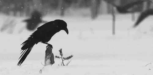 c55d1e.gif