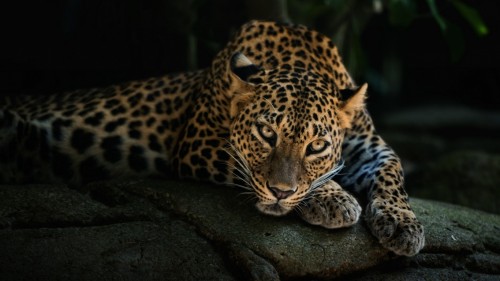 Predator leopard look stone relaxation 81794 1366x768