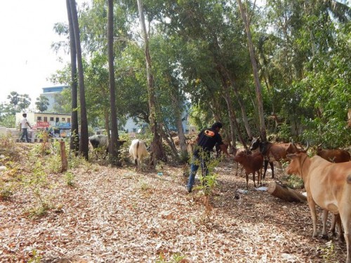 Agni foundation volunteers tagged street cows with a reflector.2