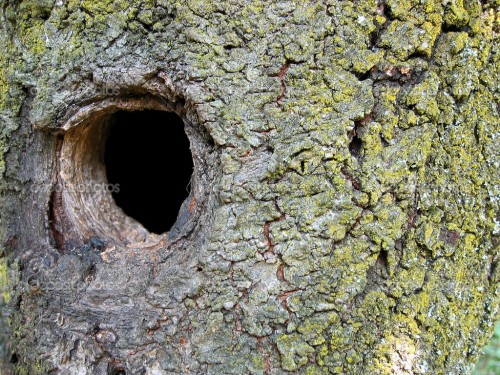 Depositphotos 7845176 Close up of a tree trunk with a hole